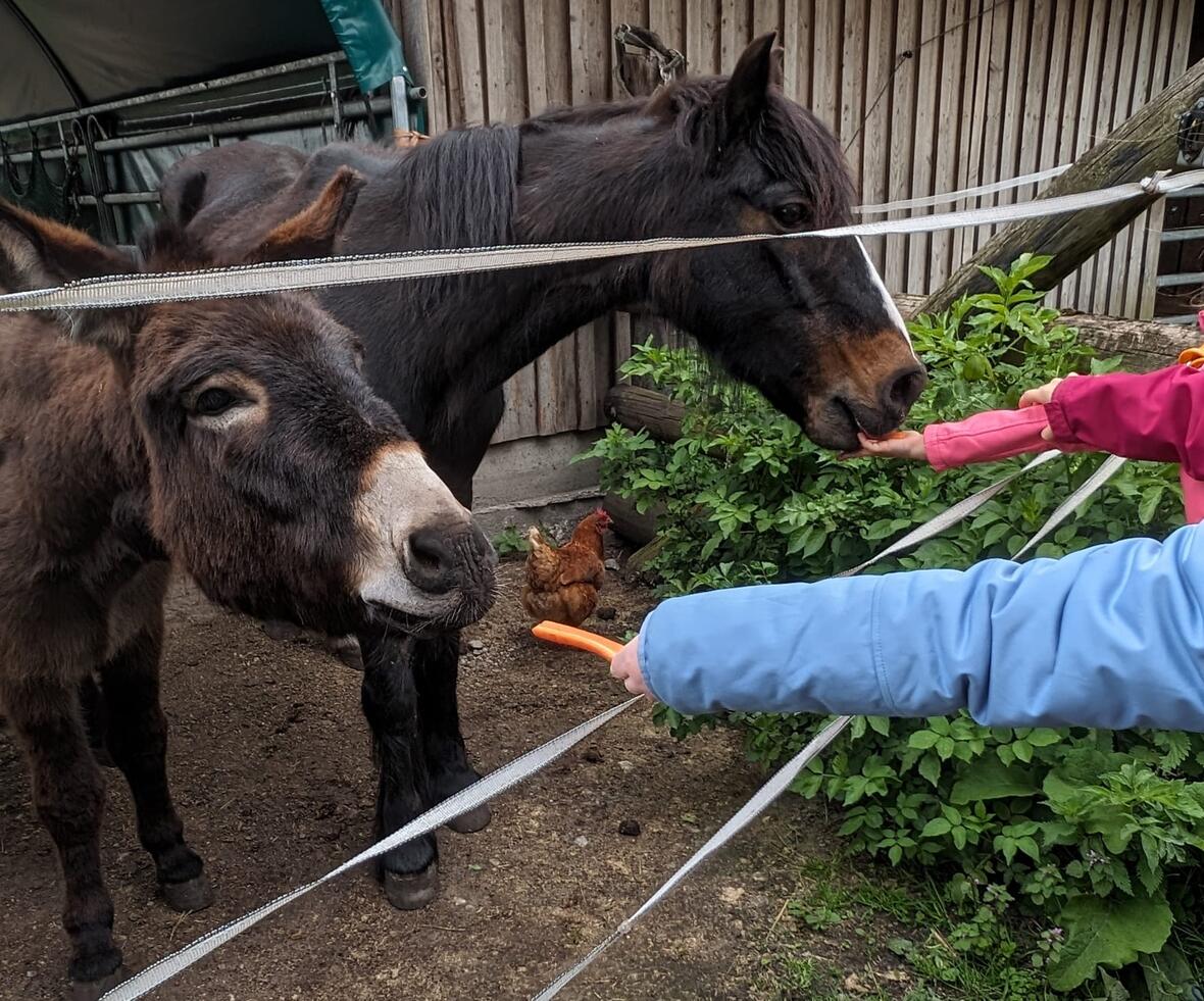 moorhof_fuetter_esel_pferd_quer-c-moorhof_karlshuld