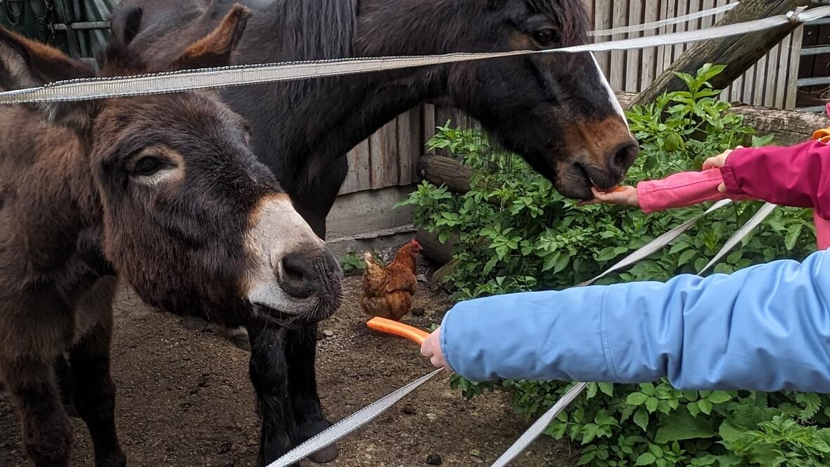 moorhof_fuetter_esel_pferd_quer-c-moorhof_karlshuld