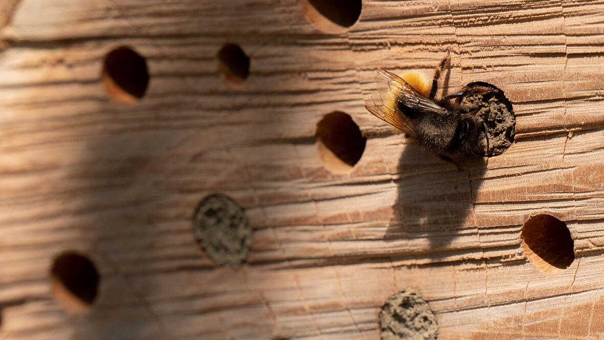 insektenhotel_biene-c-pixabay_herbert_bieser