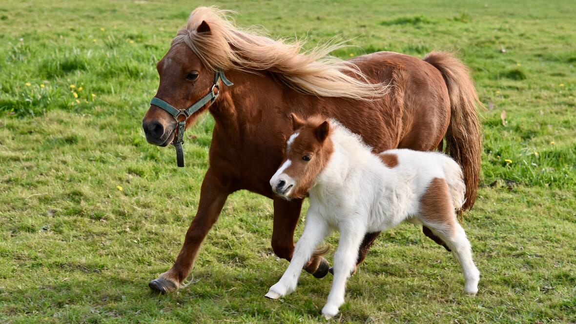 ponys_familie_bauernhof-c-pixabay