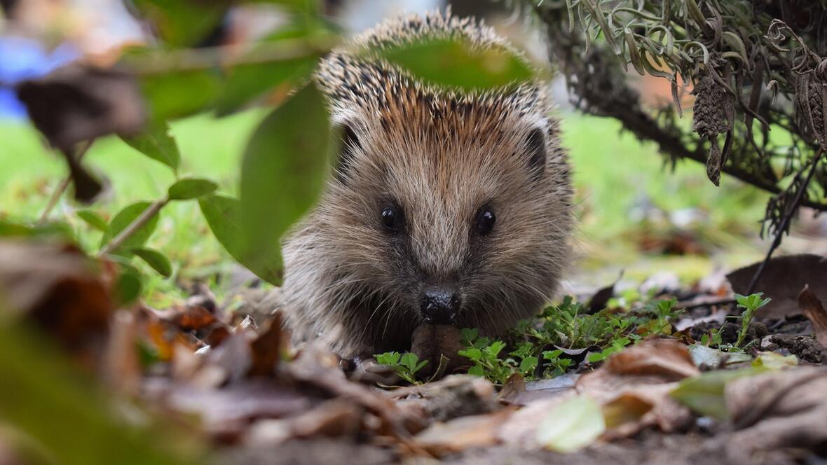 igel_herbstlaub-c-hundankbar_pixabay