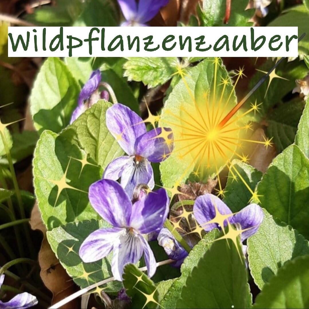 2025-01-10_21-57-31-logo_wildpflanzenzauber