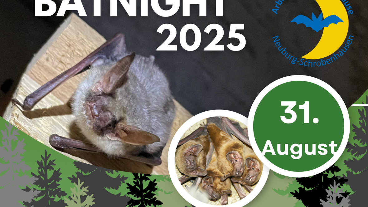batnight_fledermausnacht
