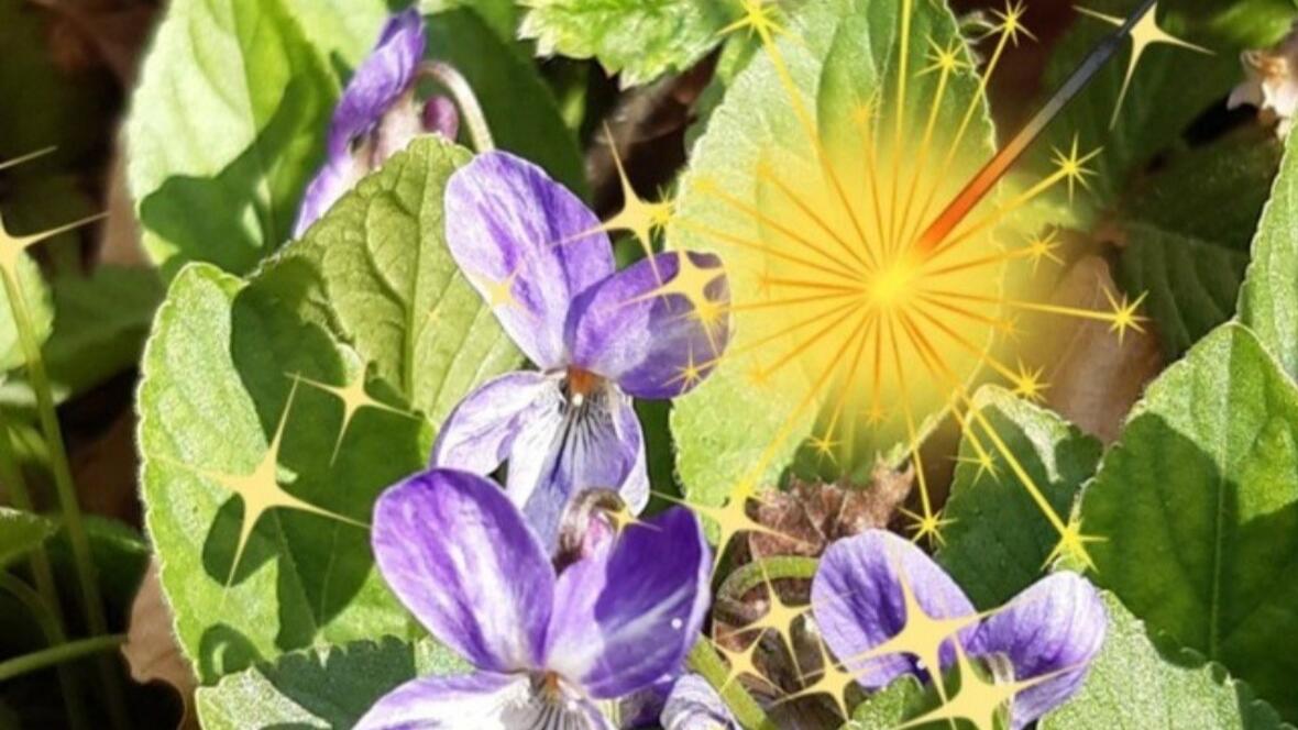 2026-01-14_21-07-50-logo_neuburg_puls