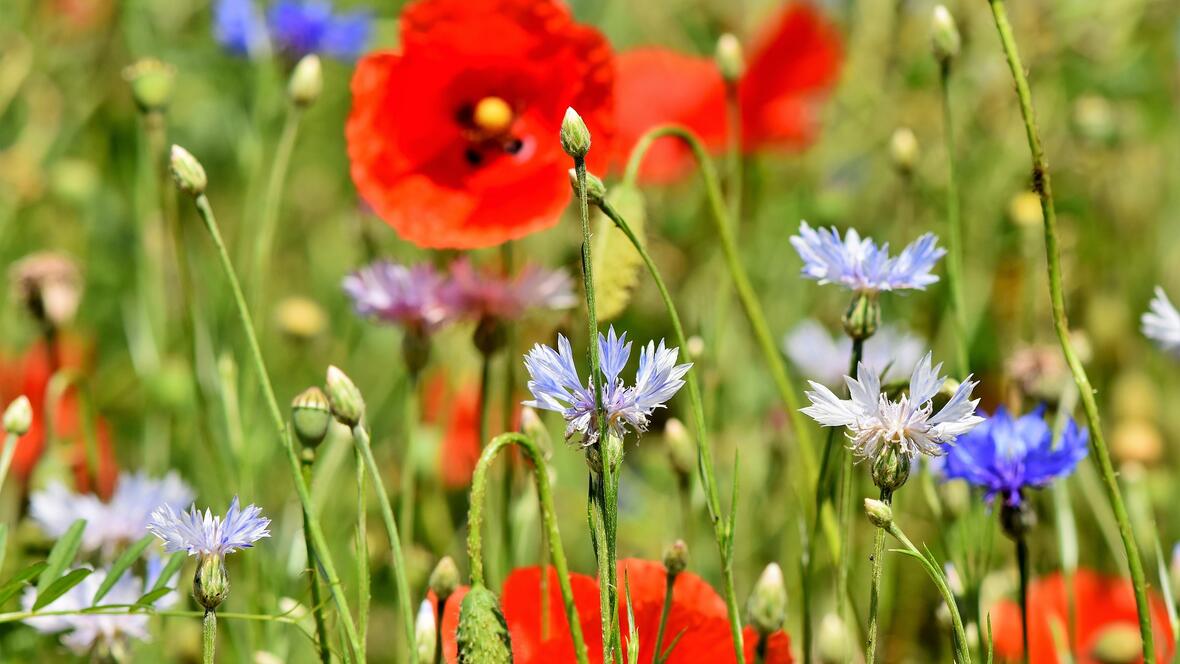 blumen
