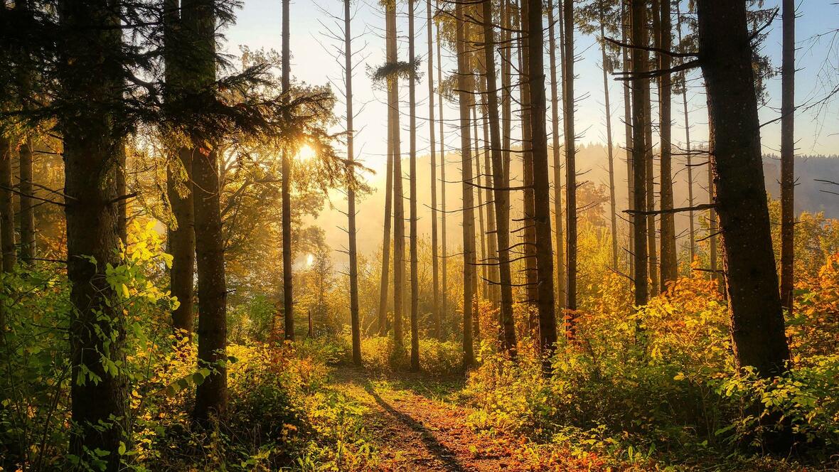 wald