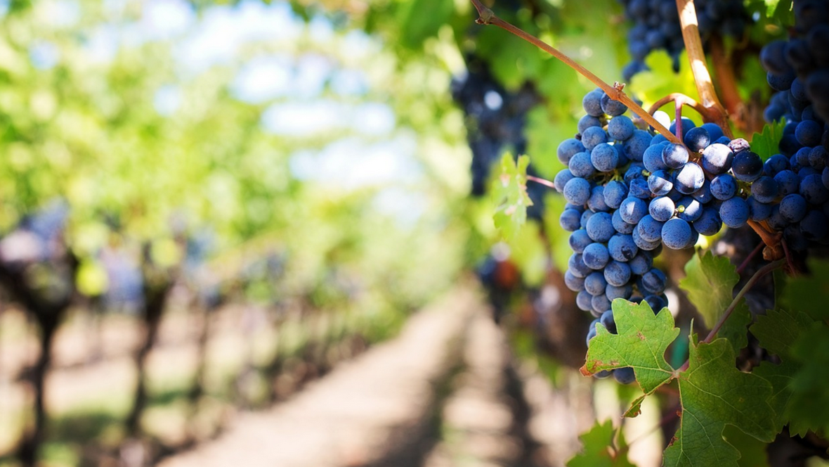 wein