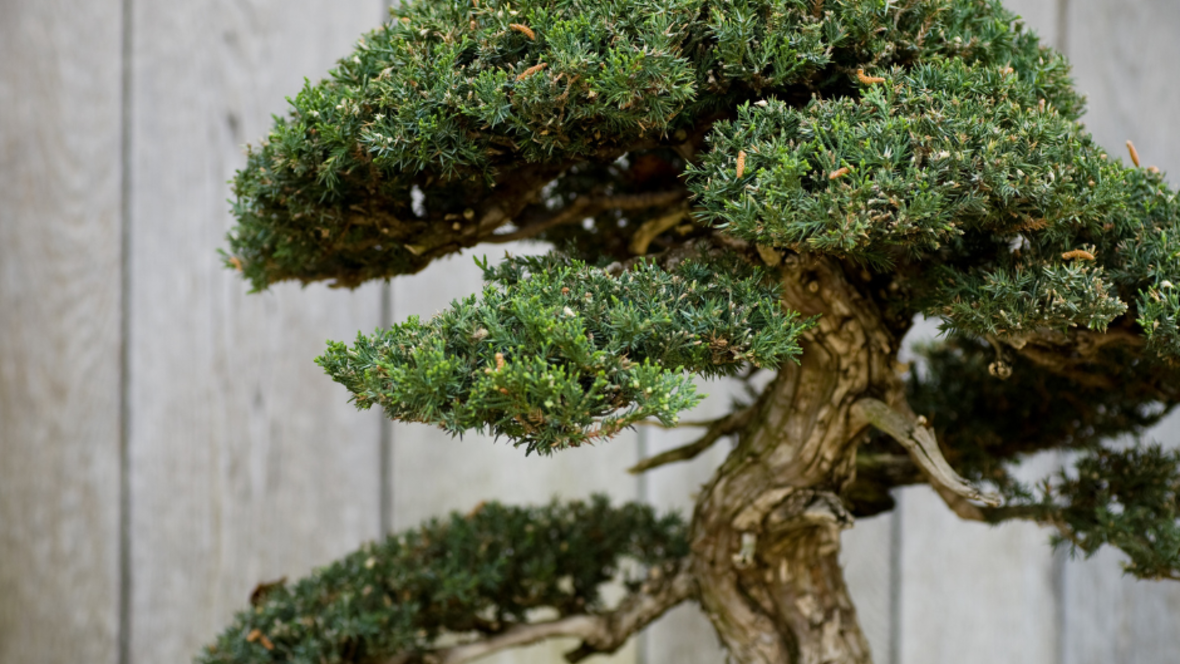 bonsai