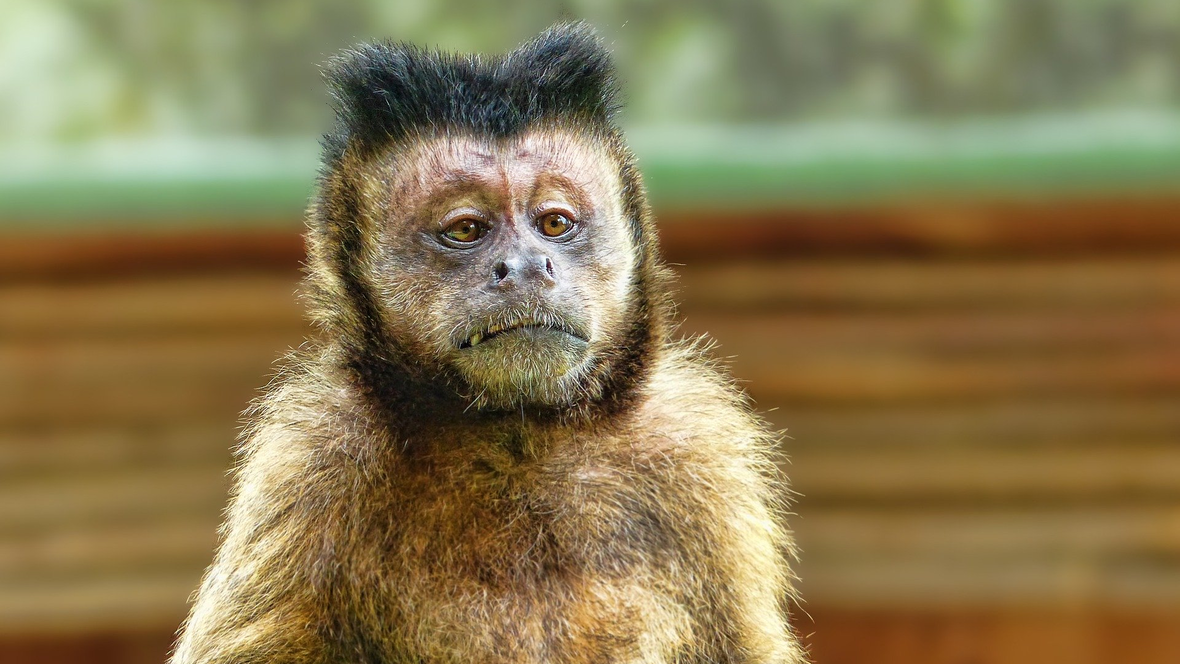 affe-tierrechtsorganisation-zeigt-ingolstaedter-zoo-wasserstern-an