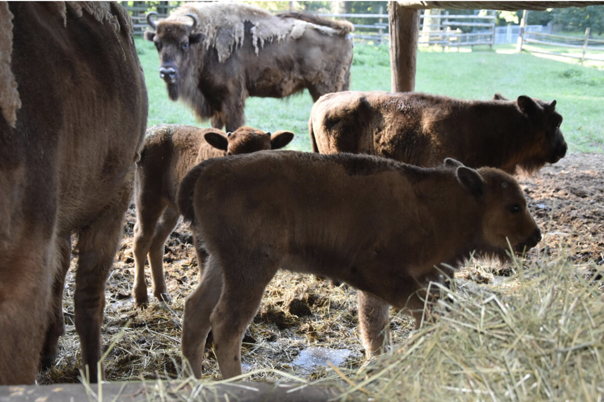 baby-wisent-stadt-ingolstadt