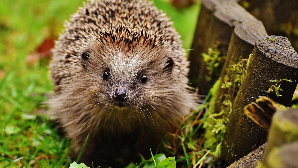 igel-ueberwintern