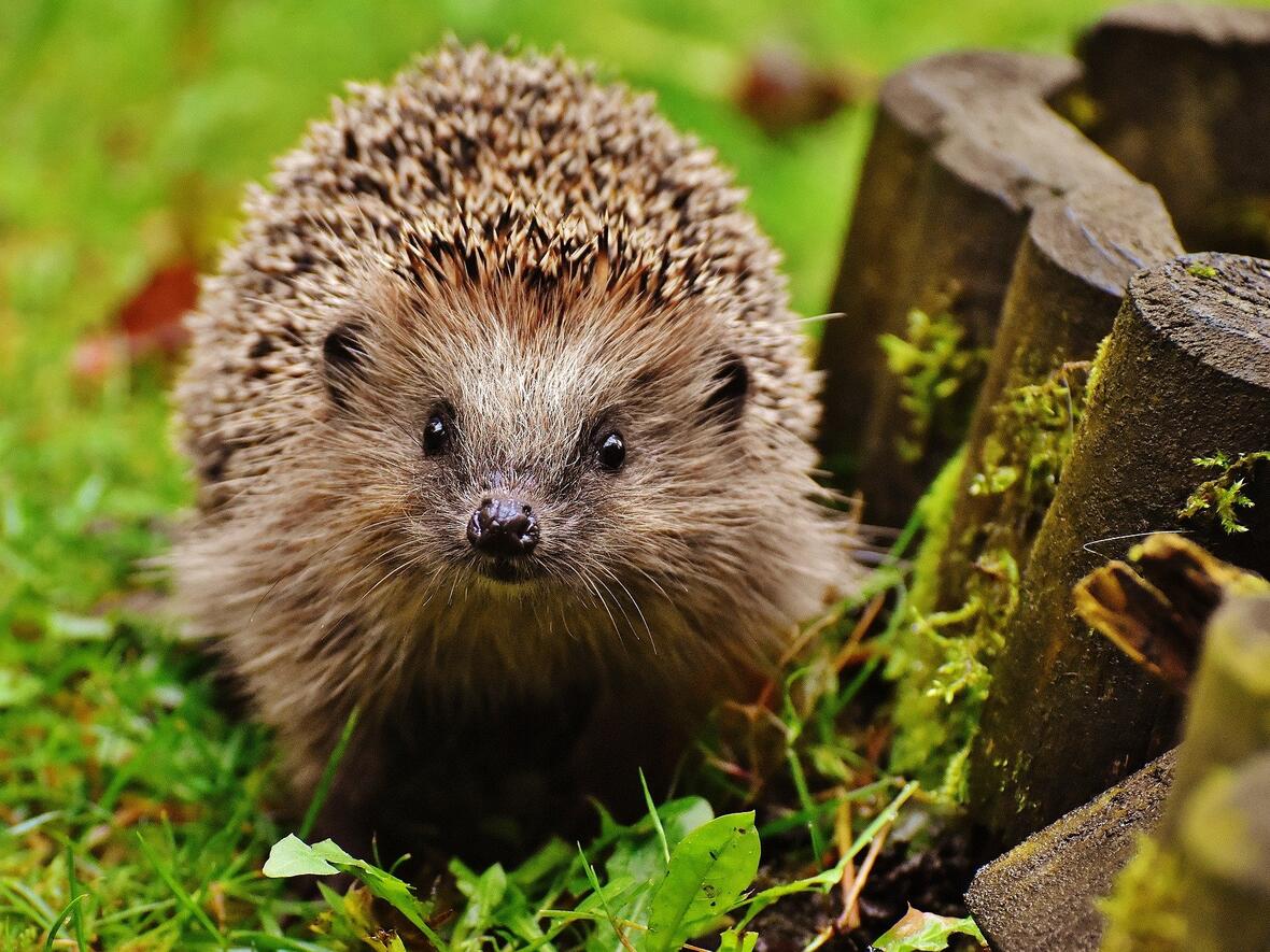 igel-ueberwintern