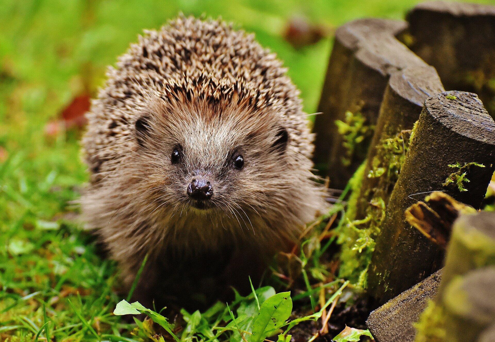 So überwintert Ihr einen Igel im Garten REGION